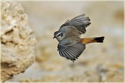 Red-tailed Wheatear