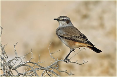 Red-tailed Wheatear