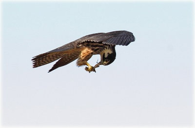 Hobby