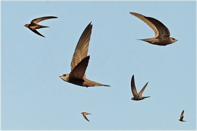 Pallid Swift Montage