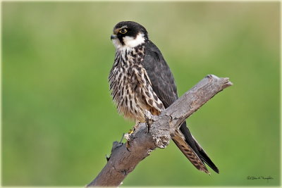 Hobby