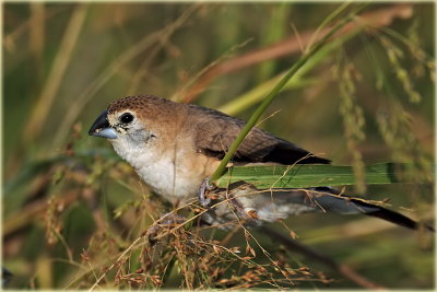 Indian Silverbill