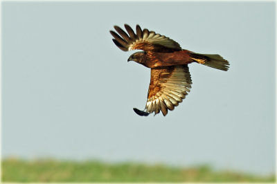 Marsh Harrier