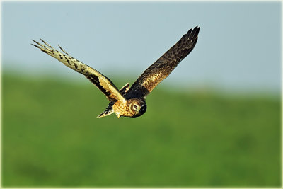 Pallid Harrier