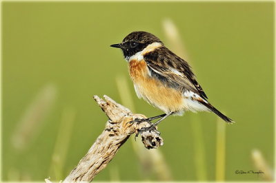 Stonechat