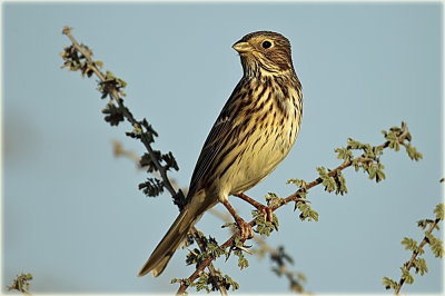 Corn  Bunting.jpg