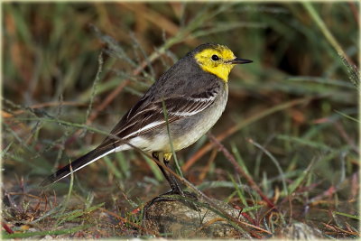 Yellow Wagtail