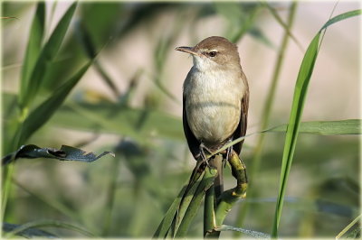 Reed Warbler