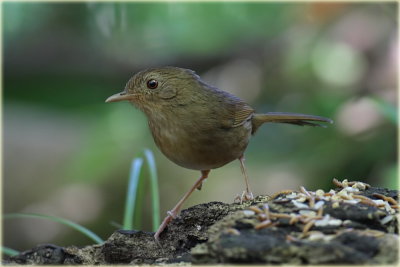 Buff Breasted Babbler 