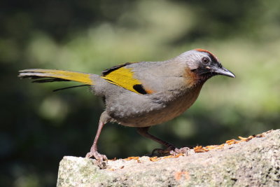 Chestnut Crowned Laughingthrush 