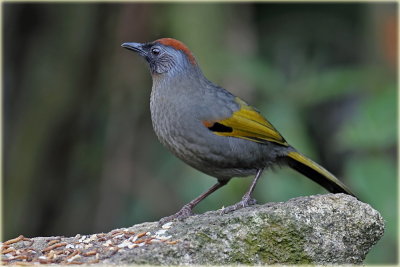 Chestnut Crowned Laughingthrush 