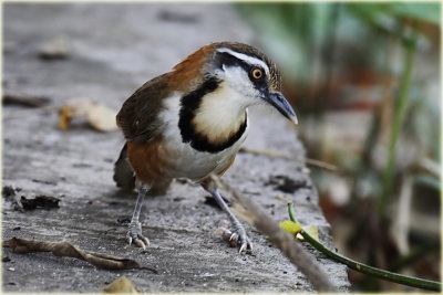 Greater Necklaced Laughingthrush 