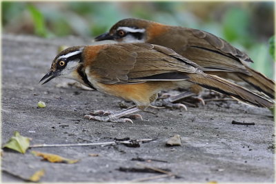 Greater Necklaced Laughingthrush 