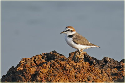 Malaysian Plover  AS0F4702_resize.jpg