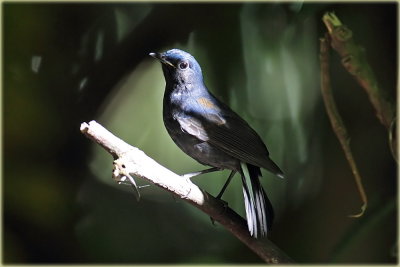 White Tailed Robin 