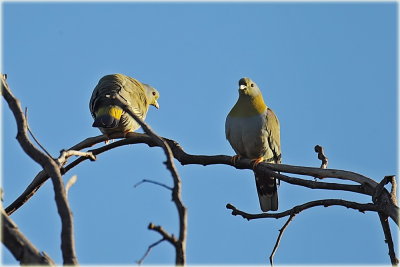 Yellow Footed Green Pigeon 