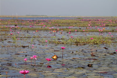 Wetlands at Bueng Boraphet