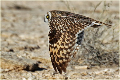 Short Eard Owl 4.jpg