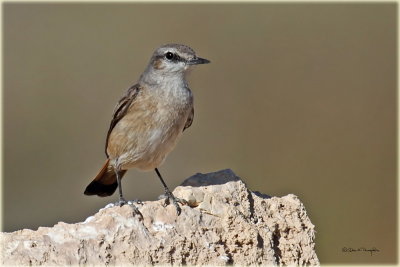 Red Tailed Wheatear.jpg