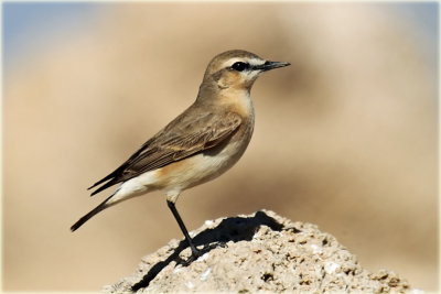Isabelline Wheatear.jpg