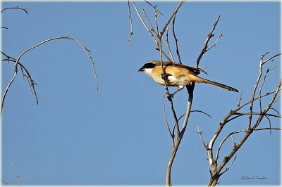 Long Tailed Shrike 1.jpg
