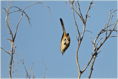 Long Tailed Shrike 2.jpg