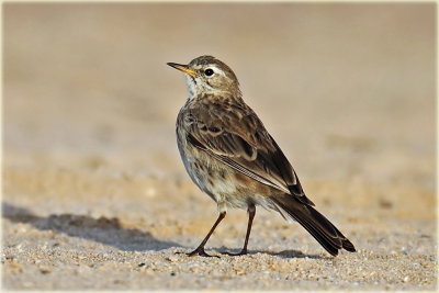 AS0F6736 Water Pipit_resize.jpg