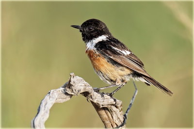 AS0F6755 Stonechat_resize.jpg