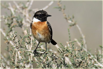AS0F6765 Stonechat_resize.jpg