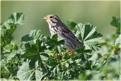 AS0F6863 Corn Bunting_resize.jpg