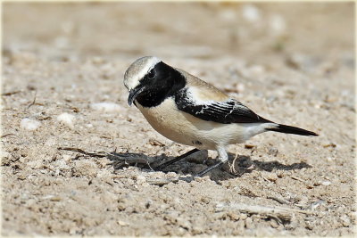 AS0F6968 Desert Wheatear_resize.jpg