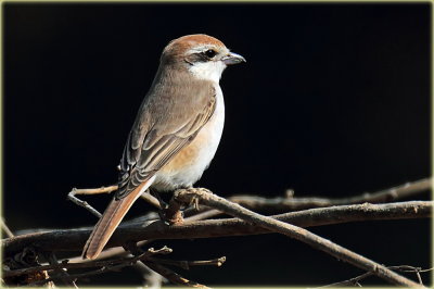 Isabelline Shrike AS0F7306.jpg