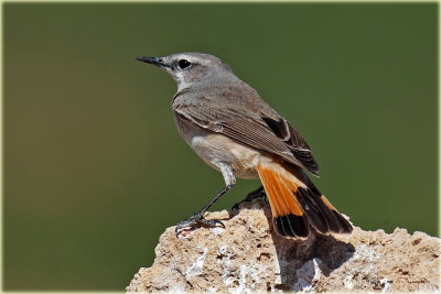 Red Tailed Wheatear_resize.jpg