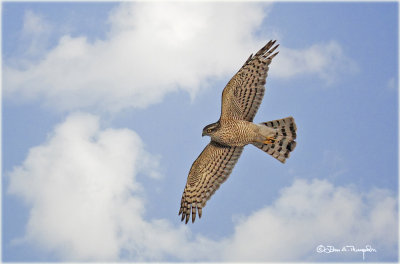 Sparrowhawk-Edited.jpg