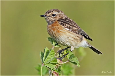 AS0F8854 Stonechat_resize.jpg
