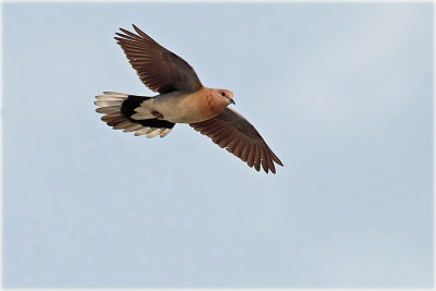 AS0F9075 Laughing Dove 2_resize.jpg