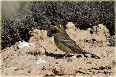 Cinereous Bunting 1.jpg