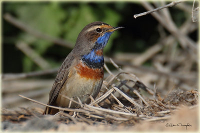 Bluethroat 2.jpg