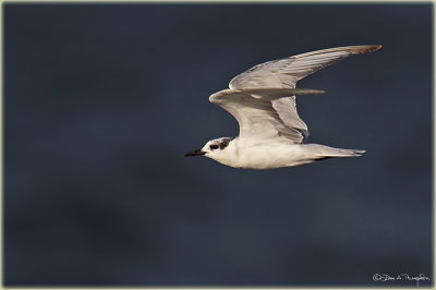 Gull Billed Tern 3.jpg