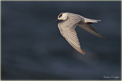 Gull Billed Tern 2.jpg