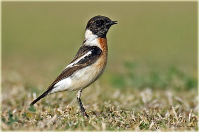 Siberian Stonechat