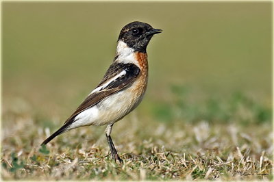 Siberian Stonechat 