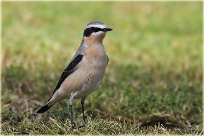 Northern Wheatear 1.jpg