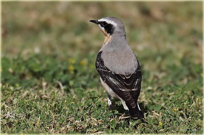 Northern Wheatear 