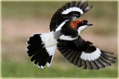 Woodchat Shrike