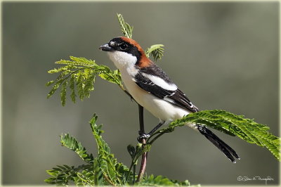 Woodchat Shrike 