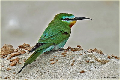 Blue Cheeked Bee Eater 1.jpg