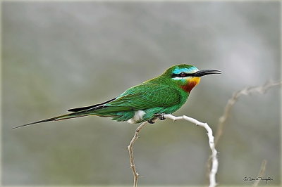Blue Cheeked Bee Eater 2.jpg