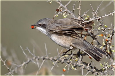 Whitethroat 2.jpg