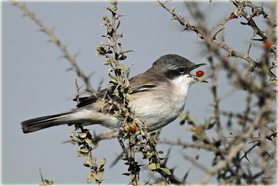 Whitethroat 3.jpg